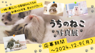 ねこままさま専用♡注文ページ mycat11-1-2-320x180.png